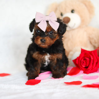 Glinda - Available 3/5