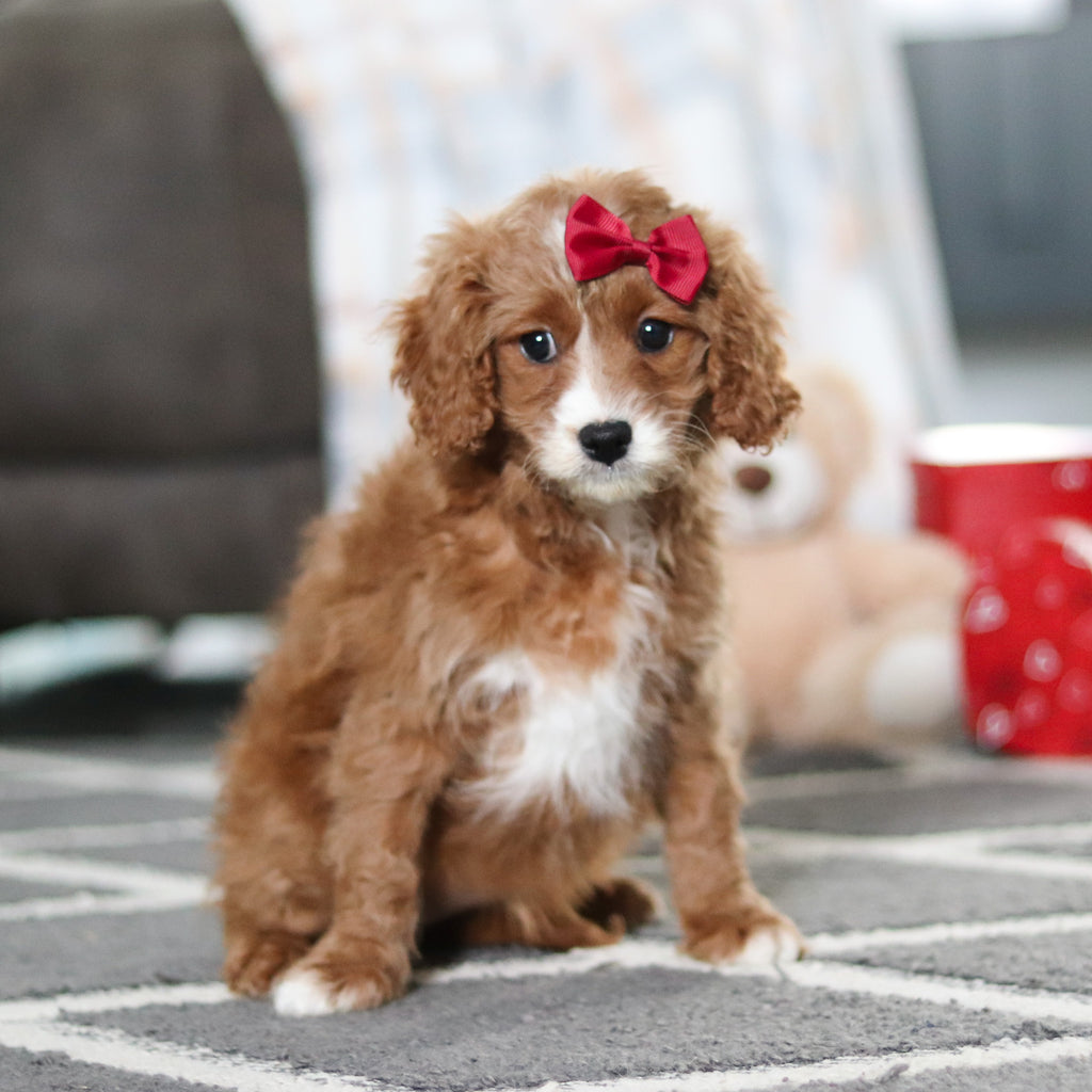 Aliya - Available Now