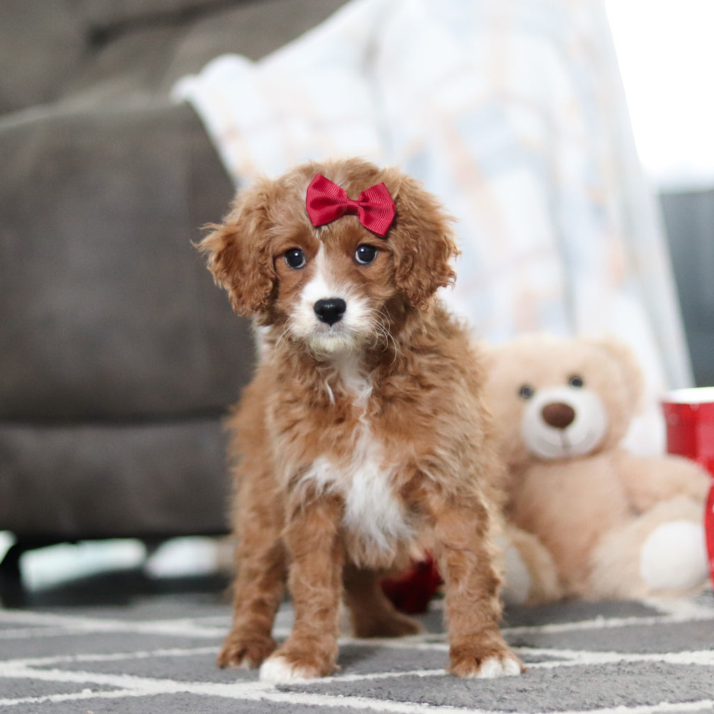 Aliya - Available Now