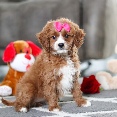 Alani - Available Now