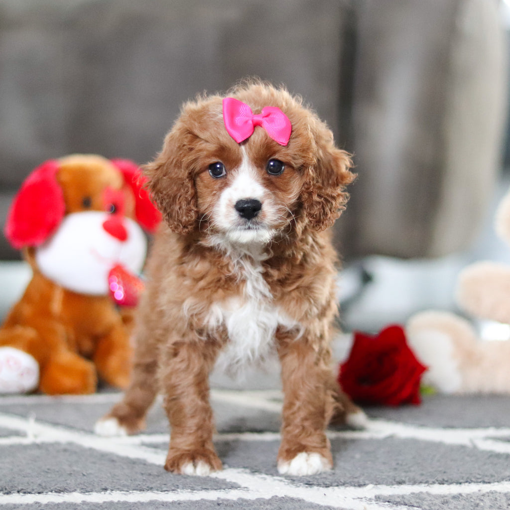 Alani - Available Now