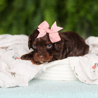 Junie - Available 8/27