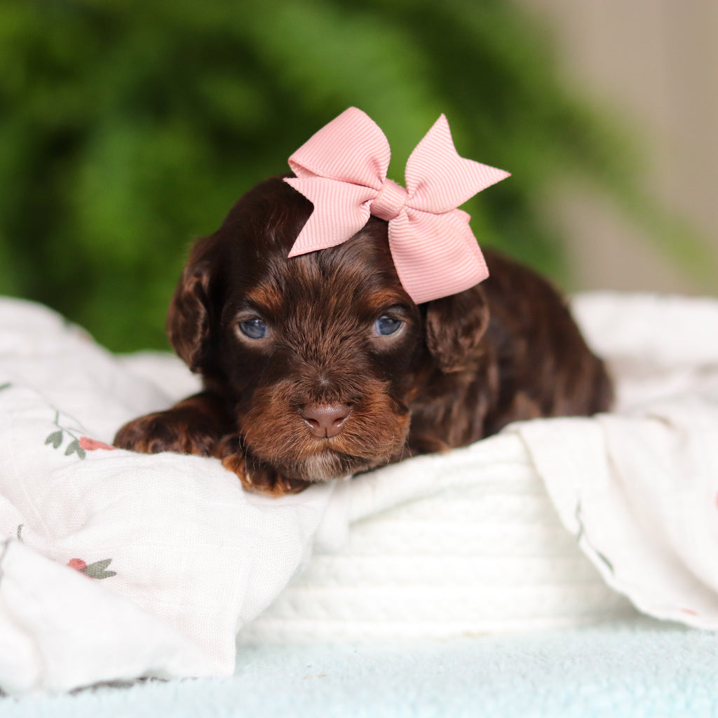 Junie - Available 8/27