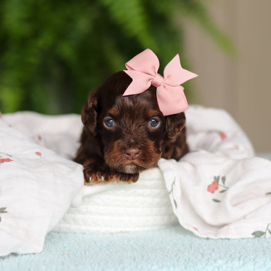 Junie - Available 8/27