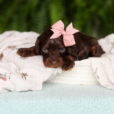 Junie - Available 8/27