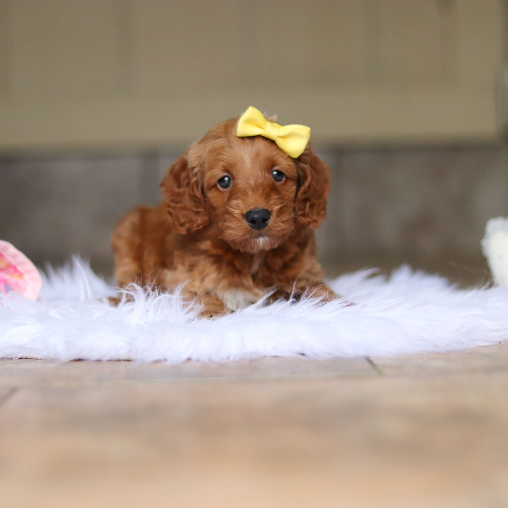 Nancy - Available 6/4