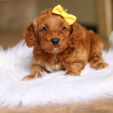 Nancy - Available 6/4