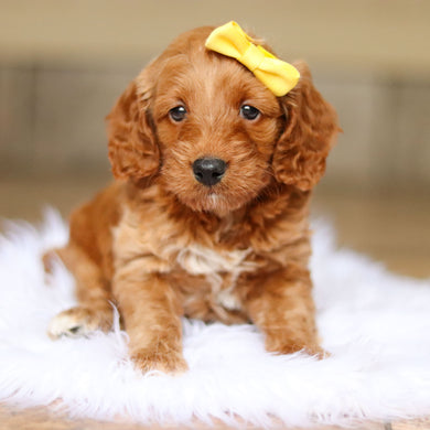 Nancy - Available 6/4