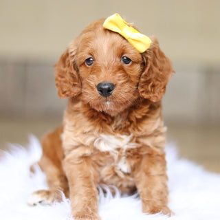 Nancy - Available 6/4