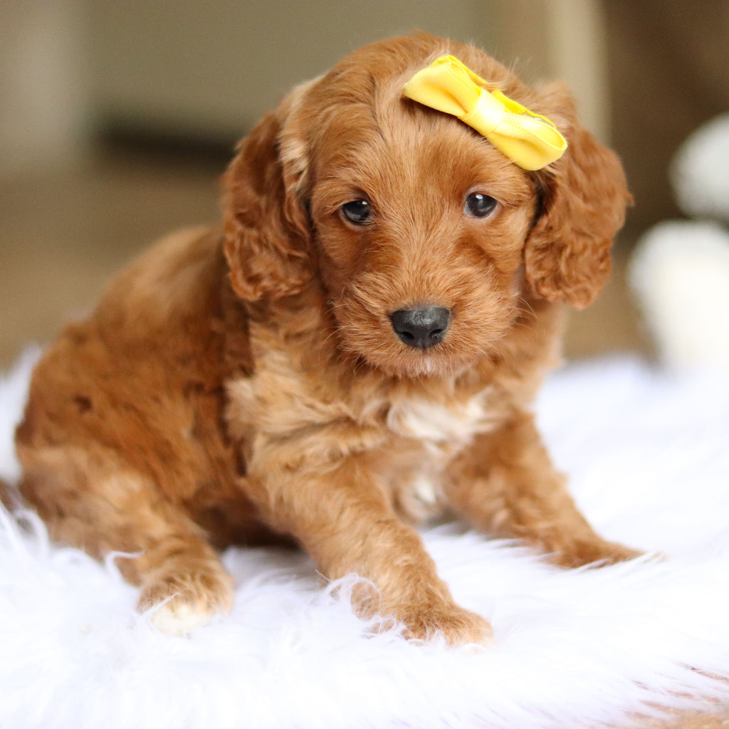 Nancy - Available 6/4