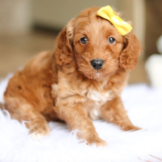 Nancy - Available 6/4