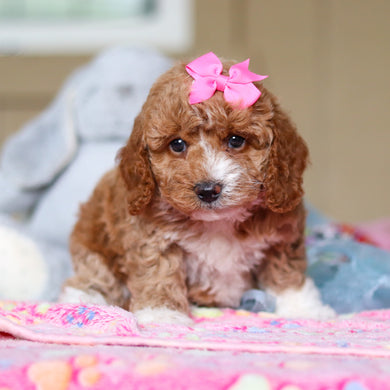 Wynona - Available 4/23