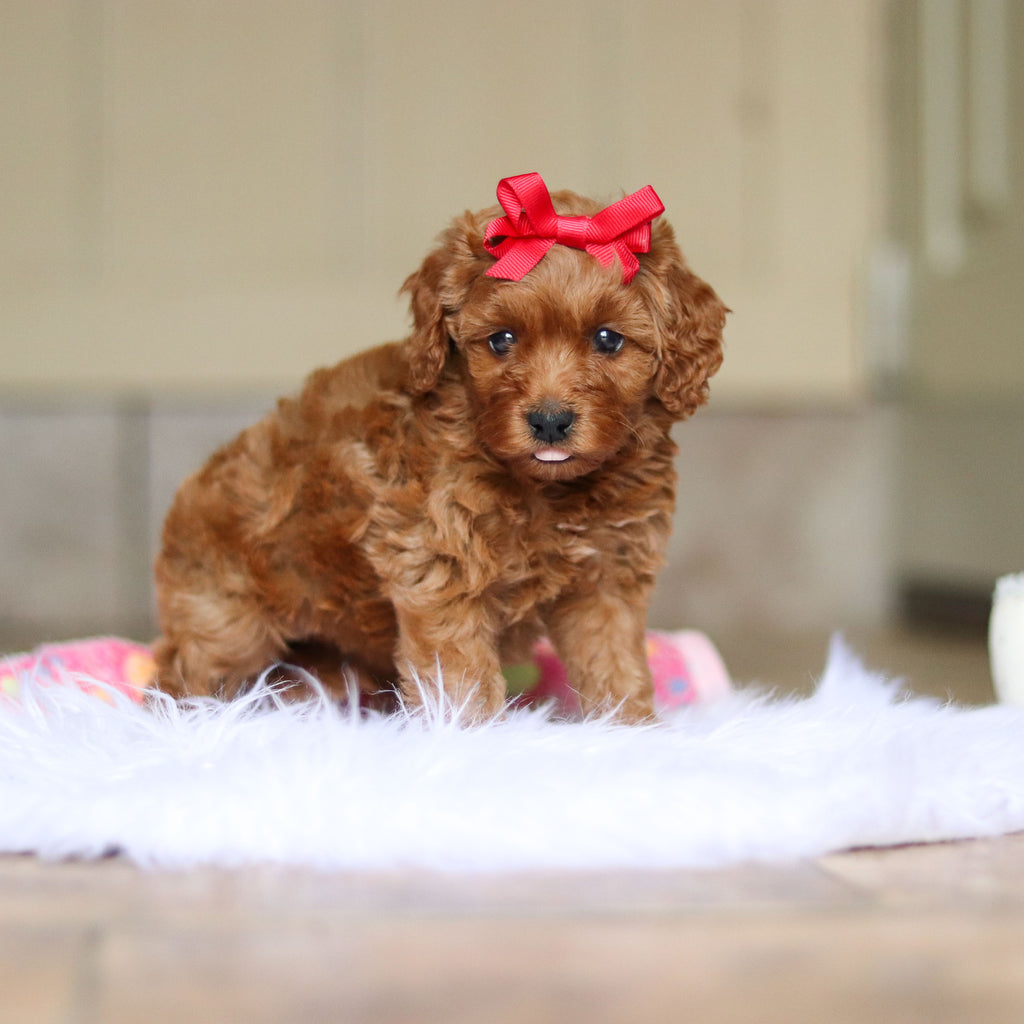 Nicky - Available 6/5