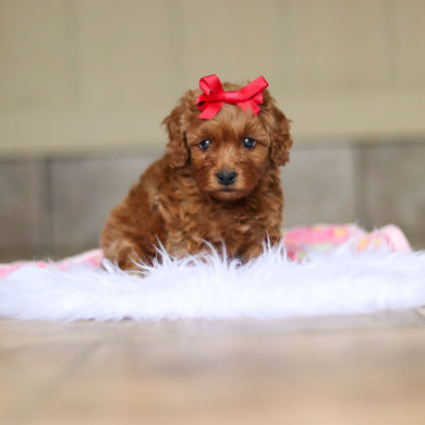Nicky - Available 6/4