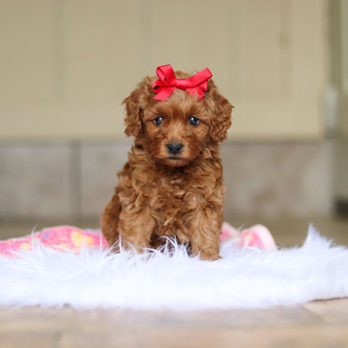 Nicky - Available 6/4