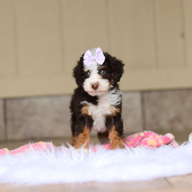 Rumi - Available 5/21