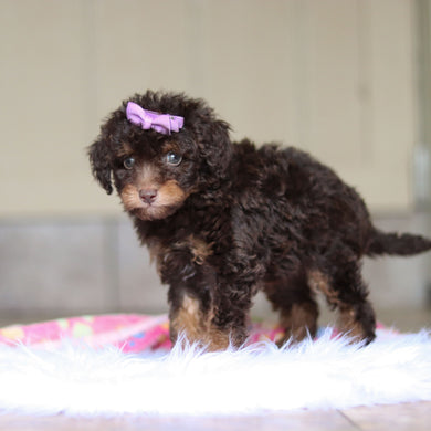 Rita - Available 5/21