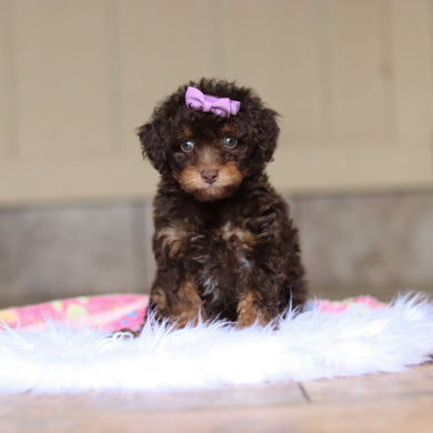 Rita - Available 5/21