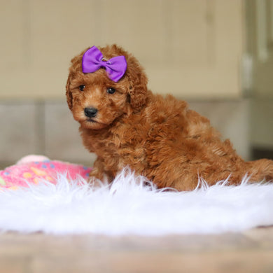 Nellie - Available 6/4