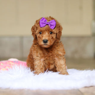 Nellie - Available 6/5