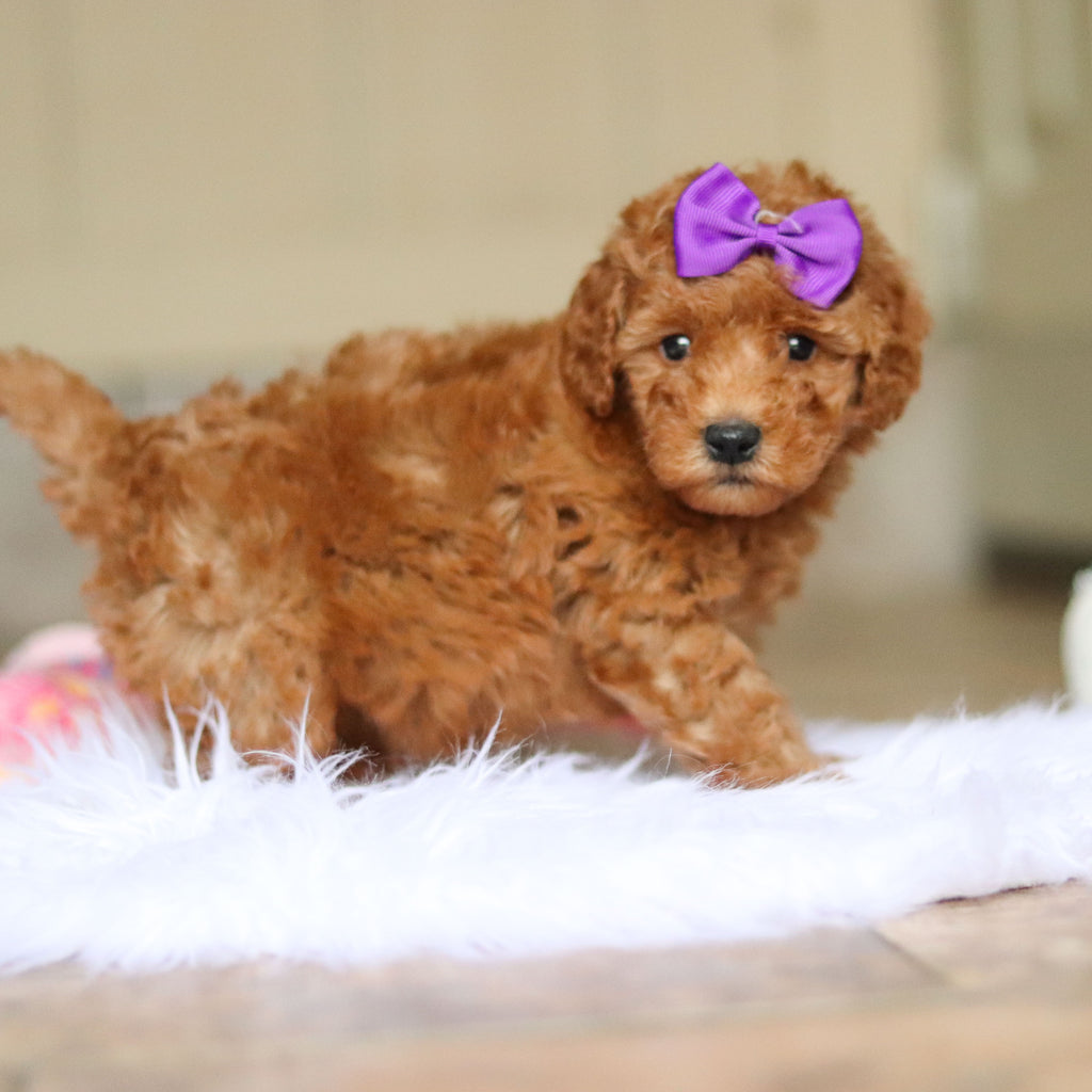 Nellie - Available 6/5