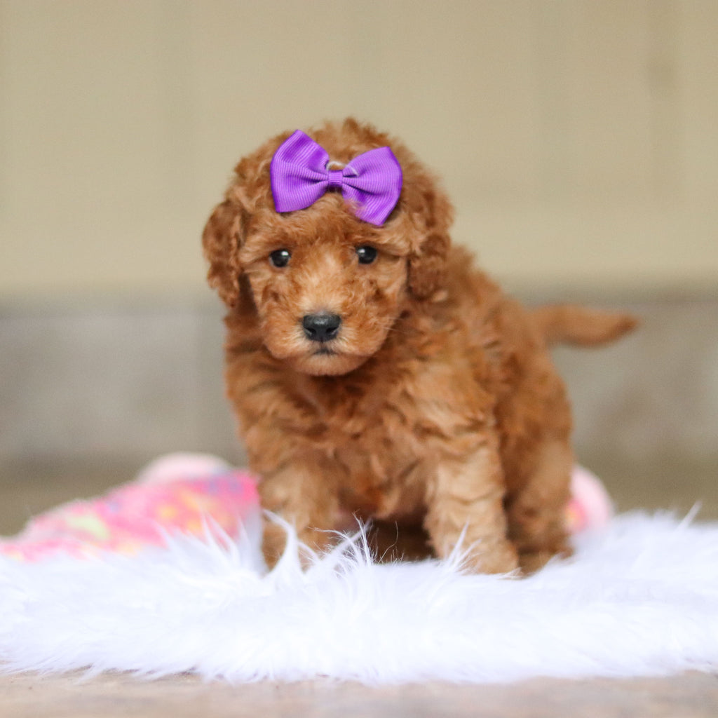 Nellie - Available 6/5