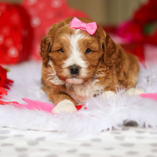 Eliza - Available 3/12