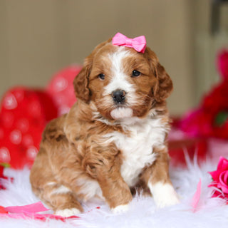 Eliza - Available 3/12