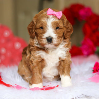 Eliza - Available 3/12