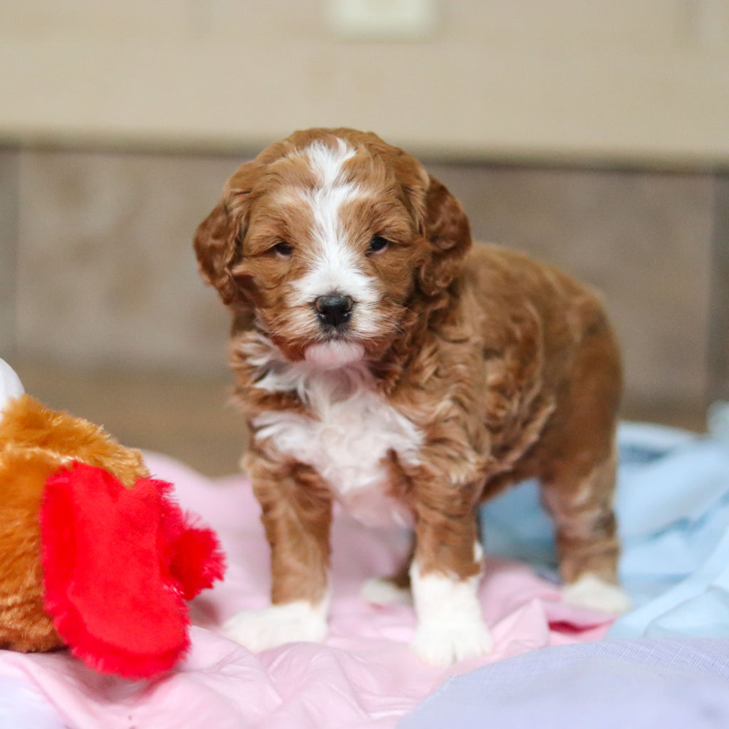 Eliza - Available 3/12