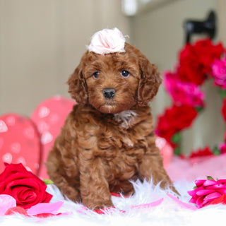 Taryn - Available 2/26