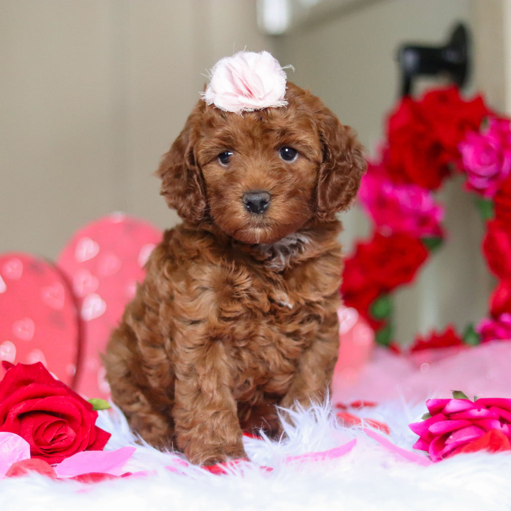 Taryn - Available 2/26