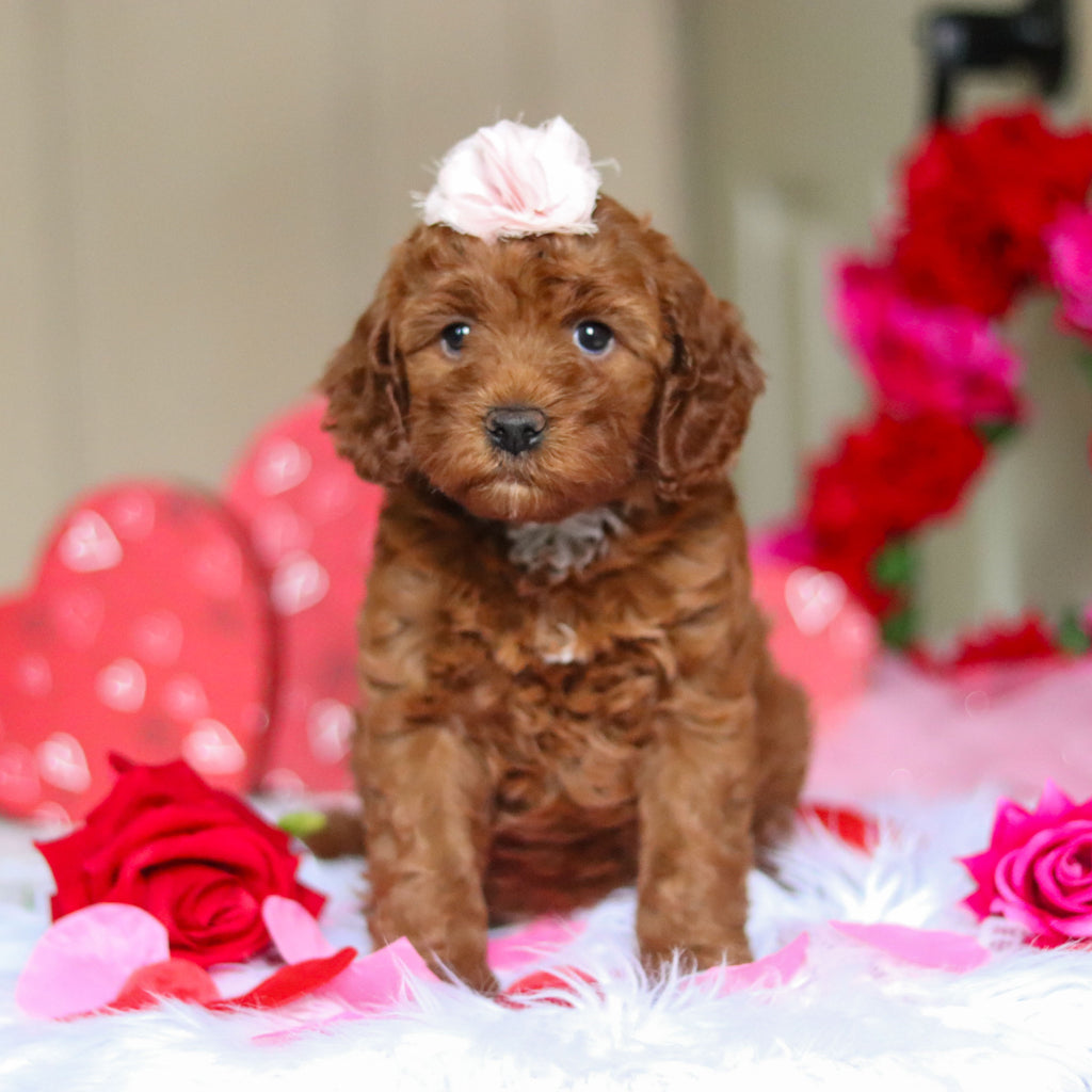 Taryn - Available 2/26