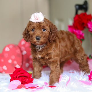 Taryn - Available 2/26