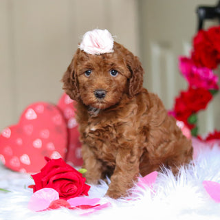 Taryn - Available 2/26