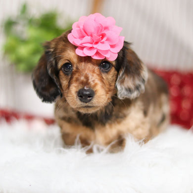 Maya - Available Now