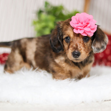 Maya - Available Now