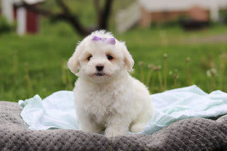 Honey - Available 5/14