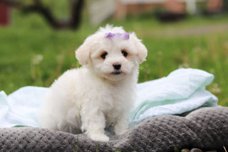 Honey - Available 5/14