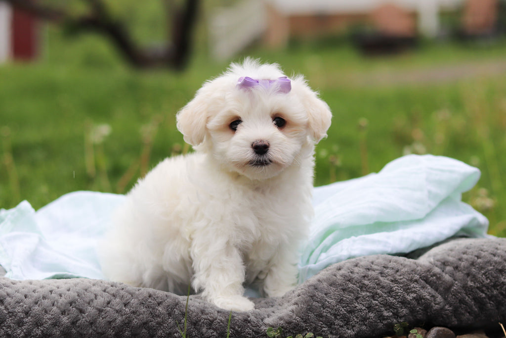 Honey - Available 5/14
