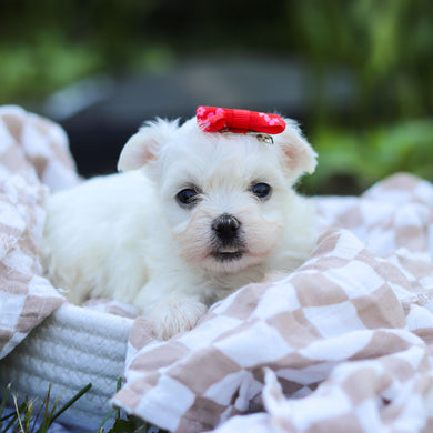 Marshmallow - Available 6/18