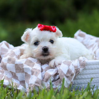 Marshmallow - Available 6/18