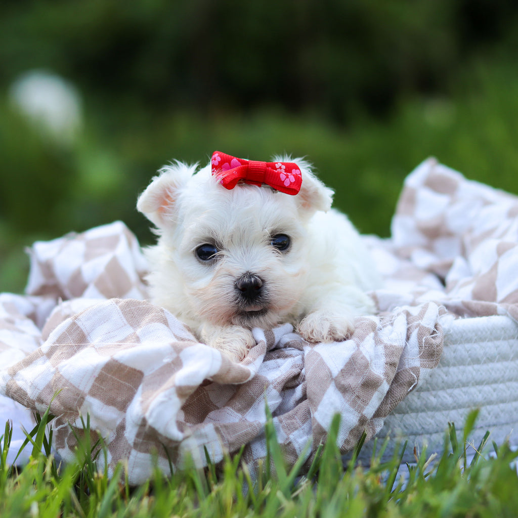 Marshmallow - Available 6/18