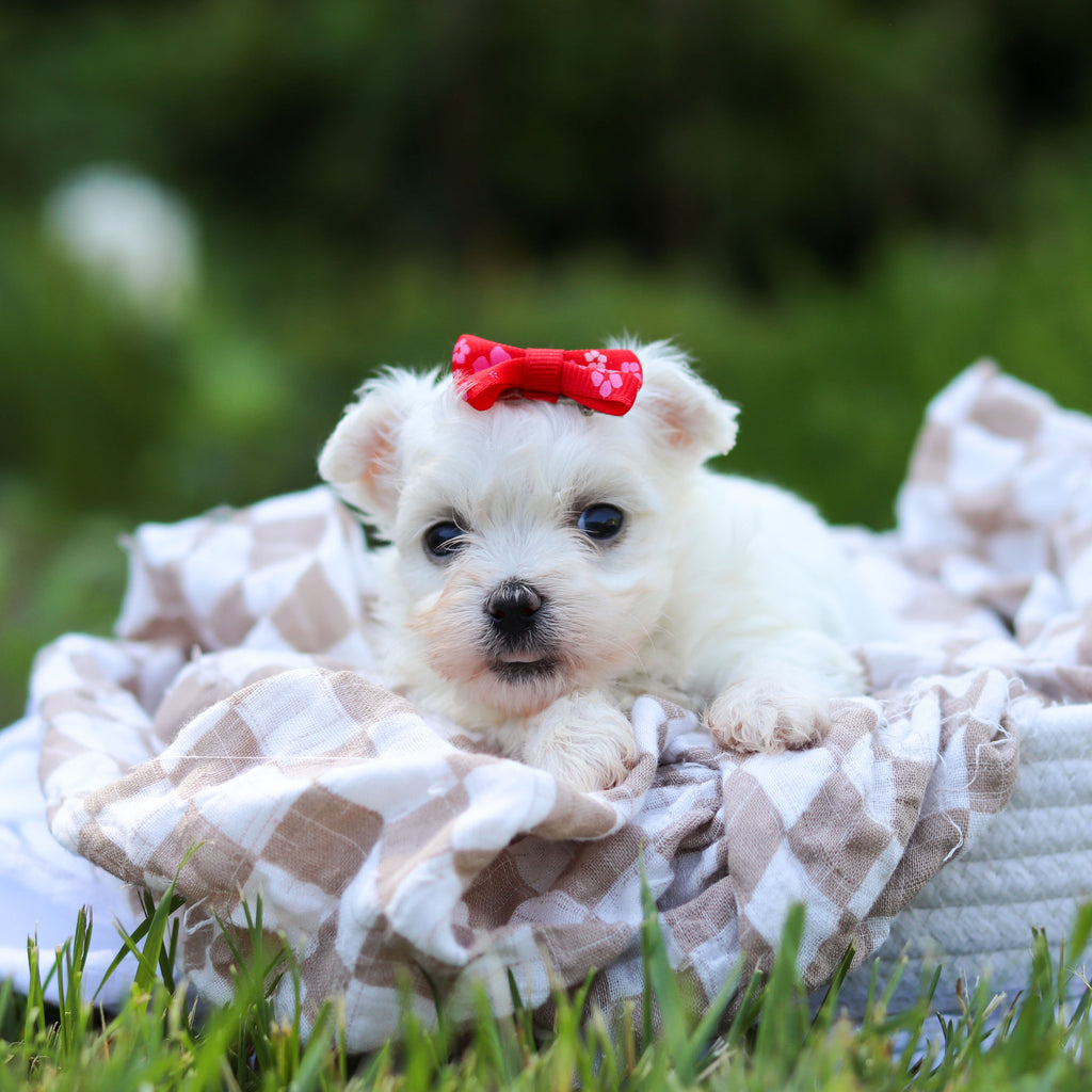 Marshmallow - Available 6/18