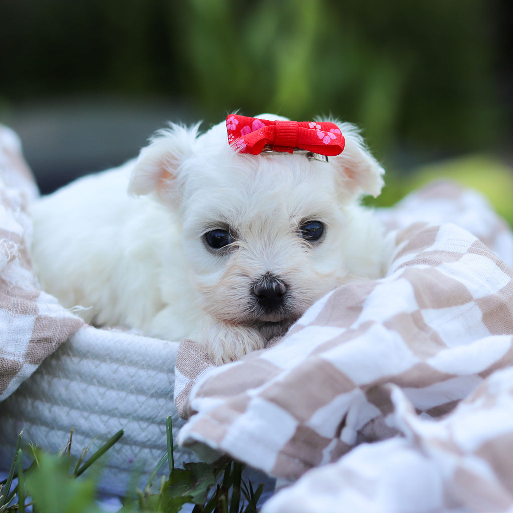 Marshmallow - Available 6/18