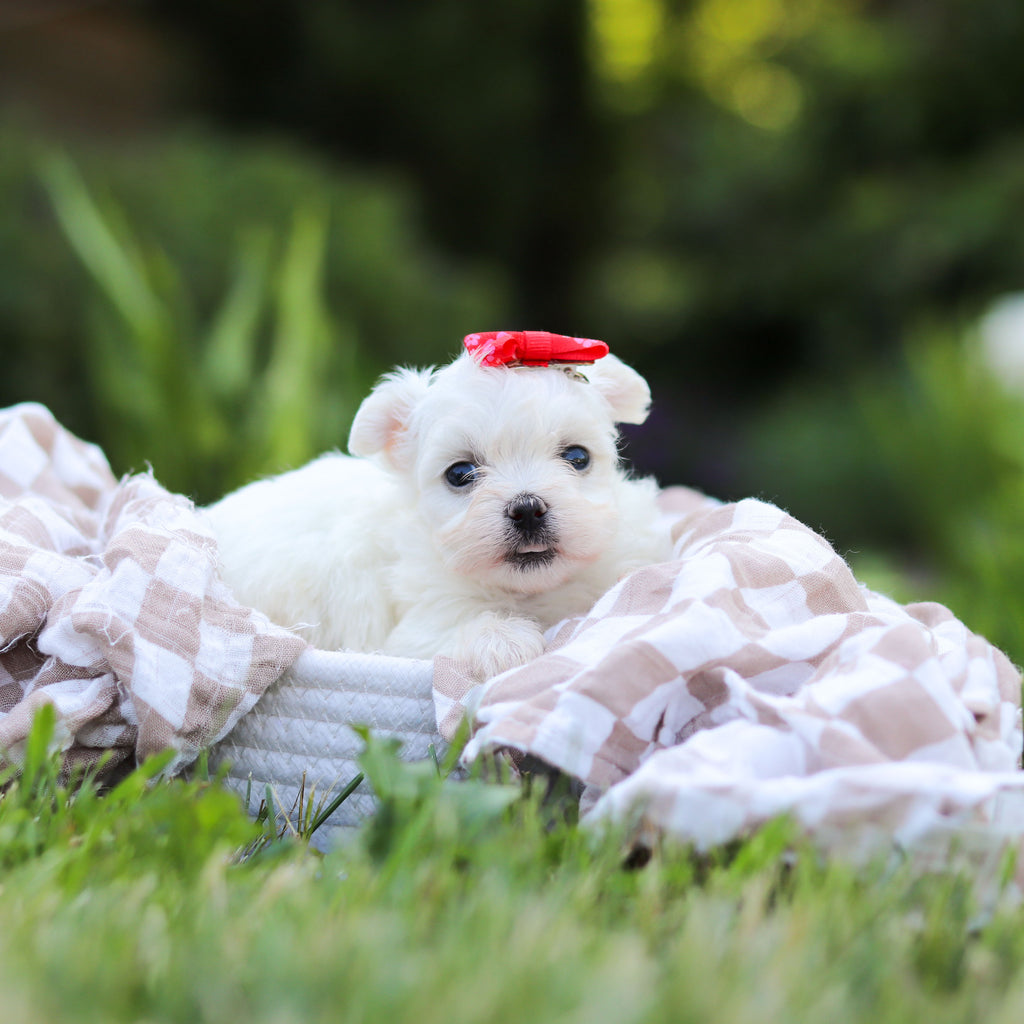 Marshmallow - Available 6/18