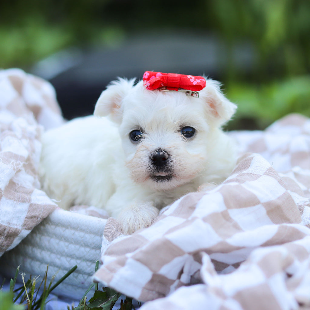 Marshmallow - Available 6/18