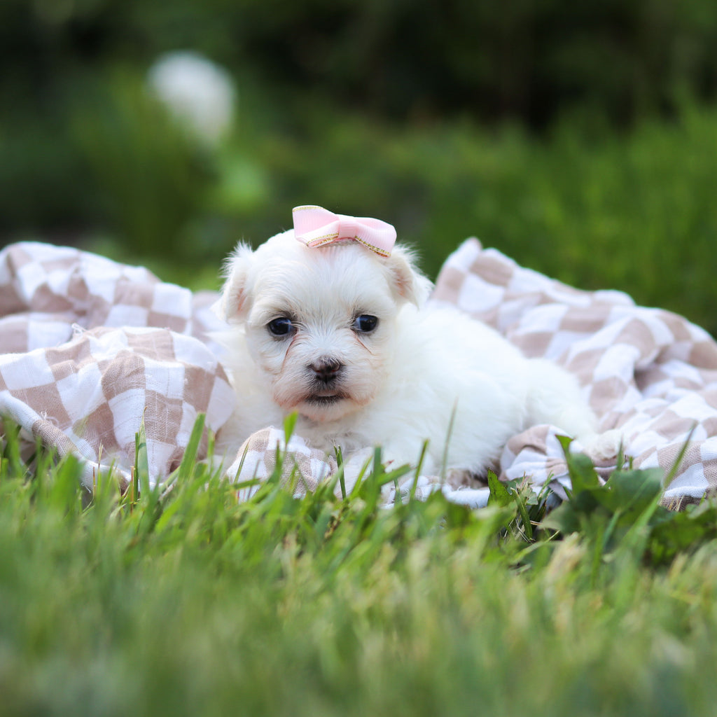 Margot - Available 6/18
