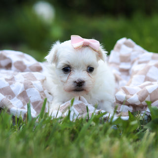 Margot - Available 6/18