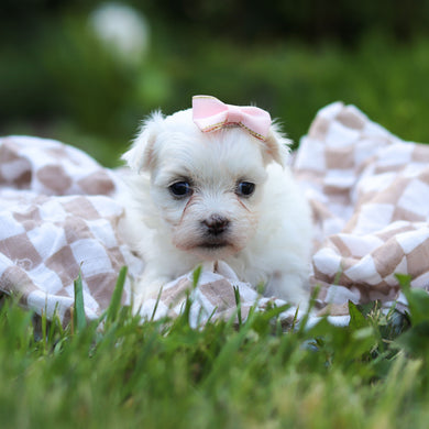 Margot - Available 6/18